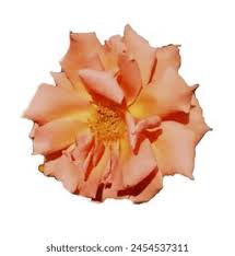 Photo & Image Portfolio by Adi Sheikh