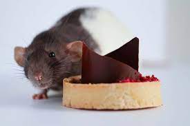 Can Mice Eat Chocolate What You Need To Know Pet Keen
