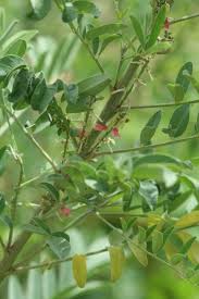 Image result for Indigofera roseo-caerulea