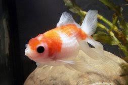 Keinerlei ansprüche stellen goldfische in sachen wassertemperatur: Goldfische Und Koi Aqualog De