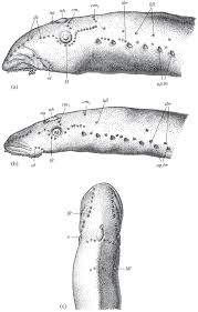 Image result for Dignathia