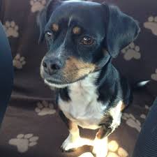 I saw it said pet friendly.we can bring our dog? Paradise Pet Resort And Spa Madison Al