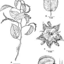 Image result for Gouania tiliifolia