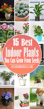 Check this blog with great tips for your autoflower grow yes, you can very well grow an autoflower indoors without lights. 15 Beautiful Indoor Plants That You Can Easily Grow From Seeds Decor Home Ideas