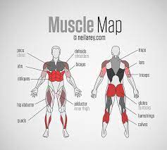 Muscles german names chart muscular male body. Darebee On Twitter Muscle Map A Handy Memo Of The Major Muscle Groups And Their Most Common Names Http T Co X2pemkhv5h Http T Co 8se3ukmf8r