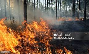 Image result for tbn:XVFRz-6Maj2JLM::www.jolmag.co.za/wildfire/images/Logos/vuvuzela_header.jpg