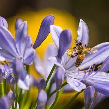 Image result for Agapanthus codii