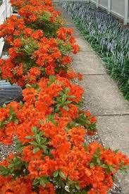 Image result for Merremia tuberosa