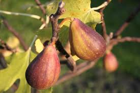 Haselnüsse zur rechten zeit ernten, wann ist die beste erntezeit? Damit Der Feigenbaum Fruchte Tragt Pflegetipps Fur Die Feige