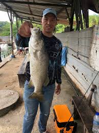 We did not find results for: Greenbait Mancing Ikan Siakap Di Kolam Pancing Taman U Facebook