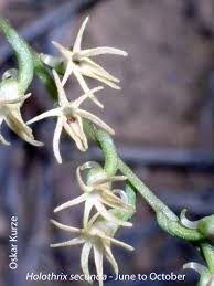 Image result for Holothrix