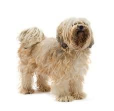 Tibetan Terrier Short Hair Google Search Tibetaanse Terrier Terrier Dieren