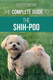 In the case of adults, you can expect your shih poo to sleep between 12 and 14 hours a day. The Complete Guide To The Shih Poo Finding Raising Training Feeding Socializing And Loving Your New Shih Poo Puppy Richie Vanessa 9781954288041 Amazon Com Books