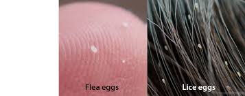Image result for what do lice look like in dog fur