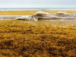 Sargassum To Systems – Environmental Reporting Gets A Boost In Saint Lucia  – Mgi Blue