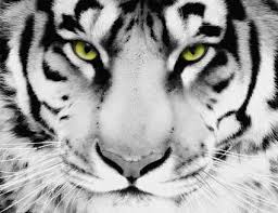 This medium allows her to relax and be free with the changeability of the material and exploration of color within the subjects she paints. Tiger Oil Canvas Paintings By P M Pragmatic Enterprise Tiger Oil Canvas Paintings Id 1833148