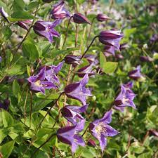 Maybe you would like to learn more about one of these? Clematis Prince William J Parker Dutch Bulbs