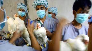 People can also develop conjunctivitis. H5n1 Bird Flu Symptoms Causes And Diagnosis