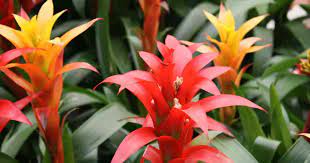 Guzmania Plant Care Growing Colorful Bromeliad Plants Bromeliads Plants Red Plants