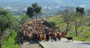 It sits at the entrance to the guadalhorce valley on the slopes of the sierra de mijas mountains, some 17 km from málaga. Estacion De Cartama Malaga Spain December 31 2012 A Herd Stock Photo Picture And Royalty Free Image Image 75128791