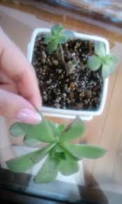 多肉植物アエオニウムなぜ葉がポロポロ落ちてしまうのでしょう Yahoo 知恵袋