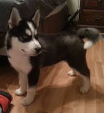 Black And White Husky Puppy For Sale We Have A 10 Week Old Black And White Male Puppy For Sale He Hes Been Dewormed Has Had 2 Sets Of Shots And Will Be Mic Husky Puppy Dogs And Puppies Puppies
