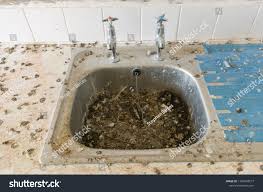 kitchen sink used pigeon nest filled