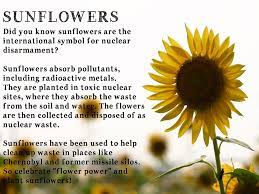 Pin By Daniele Bonacini On Flowers Sunflower Facts Sunflower Quotes Growing Sunflowers