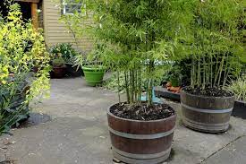 Whether you prefer potting bamboo in a small or large container in your garden, greenhouse or home, making sure it has the appropriate soil blend is the first for example, giant timber bamboo (bambusa oldhamii), hardy outdoors in usda zones 8 through 11, can tolerate any soil type, from highly acidic. Growing Bamboo Plants In Pots Living Bamboo Brisbane Bamboo Plant Nursery
