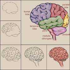 Today i will show you how to draw human brain step by step in easy way any student of class 10 draw this diagram easily with this. How To Draw A Brain Brain Drawing Brain Painting Brain Art