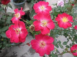 玫瑰 火燄情人 flames lover jemi7956844的部落格 痞客邦 rose flowers plants