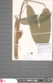 Image result for Sarcophrynium