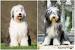 Brown Bearded Collie