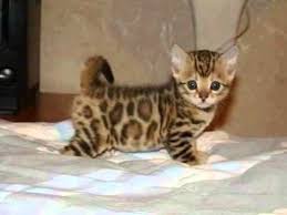 Hasil gambar untuk Kucing Savannah