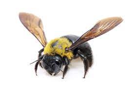 Only female carpenter bees can sting and only in rare cases when they are provoked. 3 Truths About Carpenter Bees That May Surprise You
