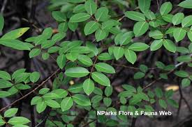 Image result for Xylocarpus