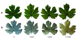 Image result for Tetranychidae grapevine