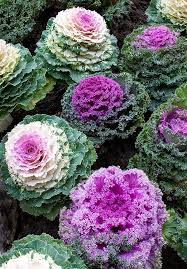 Image result for Brassica