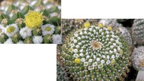 Even if you don't have a green thumb, follow our guide to find out about common house plants, how to care for them, and more! Home Grown