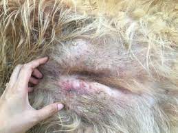 Unexplained lumps and bumps several forms of cancer can cause lumps or bumps on your dog's body, including a mammary gland tumor. Skin Cancer In Dogs My Animals