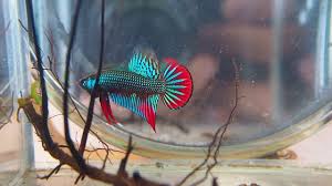 Wild betta breeder and hobbyist with a passion for the conservation of these species. On Sell Now Original Wild Betta Imbellis If You Re Interested Please Pm By Bettathailand888 Channel