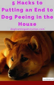 How To Train A Dog To Stay Off Couch And Pics Of Dog Training Tips Heel Tip 9803496 Dog Training Obedience Dog Pee Dog Training