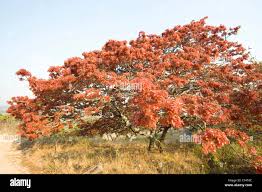 Image result for Brachystegia spiciformis