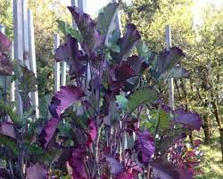 Collard greens are rich sources (20% or more of dv) of vitamin a, vitamin c, and manganese, and moderate sources of calcium and vitamin b6. 7 Superfoods To Grow Tree Collards 4 Inhabitat Green Design Innovation Architecture Green Building