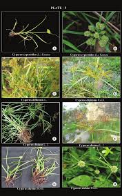 Image result for Cyperus tenuiculmis