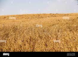 Image result for Avena byzantina