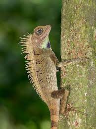 Bells Anglehead Lizard Amphibians Reptiles Pet Lizard