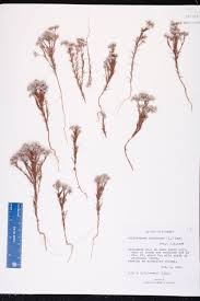 Image result for Polycarpaea corymbosa