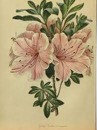 Azalea Indicarhododendronoriginal Botanical Flower Etsy In 2021 Botanical Flowers Print Tropical Flower Tattoos Botanical Flowers