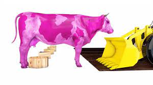 Jenis jenis sapi kurban murah via kurbanmurah.com. Sapi Kartun Lucu Belajar Warna Bahasa Inggris 2 Youtube